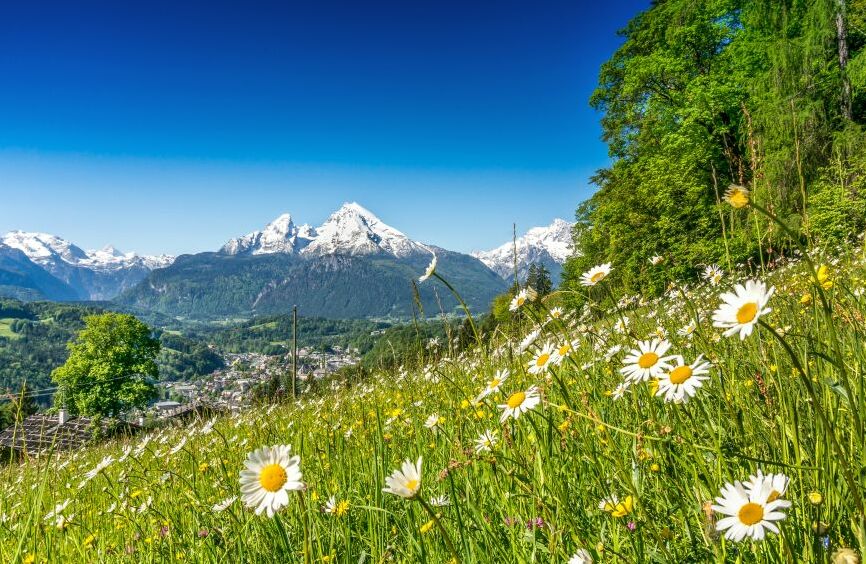 Картина на холсте Луг с ромашками в горах, арт hd0759301